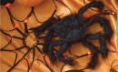 Spider-Web-Lights-with-Spider Sale