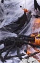 Spider-Web-With-Fluffy-Spider Sale
