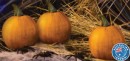 Australian-Mini-Jack-Pumpkin Sale