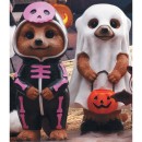 Halloween-Meerkat-Assorted Sale
