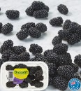 Australian-Blackberries-170g-Punnet Sale
