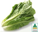 Australian-Cos-Lettuce-Twin-Pack Sale