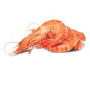 Thawed-Extra-Large-Cooked-Australian-Tiger-Prawns Sale