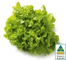Australian-Green-Oak-Lettuce Sale