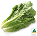 Australian-Cos-Lettuce-Twin-Pack Sale