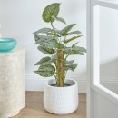Satin-Pothos-Tree-by-MUSE Sale