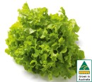 Australian-Green-Oak-Lettuce Sale