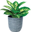 Rippled-Pot Sale