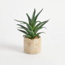 Bartel-Agave-Potted-Succulent-by-MUSE Sale