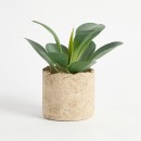 Bartel-Flapjack-Potted-Succulent-by-MUSE Sale