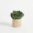 Bartel-Succulent-Potted-Succulent-by-MUSE Sale