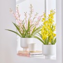 Potted-Spring-Spider-Orchid-by-MUSE Sale