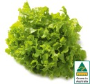 Australian-Green-Oak-Lettuce Sale