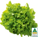 Australian-Green-Oak-Lettuce Sale