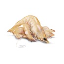 Thawed-Large-Australian-Green-Banana-Prawns Sale