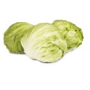 Australian-Iceberg-Lettuce Sale