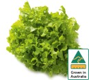 Australian-Green-Oak-Lettuce Sale