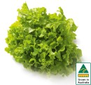 Australian-Green-Oak-Lettuce Sale
