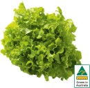 Australian-Green-Oak-Lettuce Sale