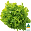Australian-Green-Oak-Lettuce Sale