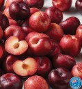Australian-Black-or-Red-Plums Sale