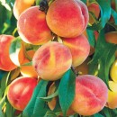 Australian-Yellow-or-White-Peaches Sale