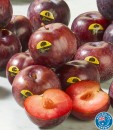 Australian-Montague-Tree-Plums Sale
