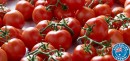 Australian-Truss-Tomatoes Sale