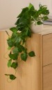 Draping-Pothos-In-Pot Sale