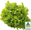 Australian-Green-Oak-Lettuce Sale