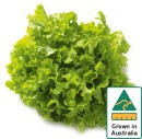 Australian-Green-Oak-Lettuce Sale