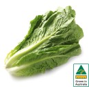 Australian-Cos-Lettuce-Twin-Pack Sale