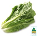 Australian-Cos-Lettuce-Twin-Pack Sale