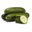 Australian-Lebanese-Cucumbers Sale