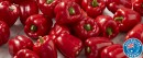 Australian-Red-Capsicums Sale