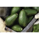 Australian-Shepard-Avocados Sale
