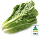 Australian-Cos-Lettuce-Twin-Pack Sale