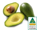 Australian-Shepard-Avocados Sale