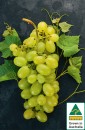Australian-White-Seedless-Grapes Sale