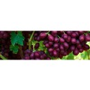 Australian-Red-Seedless-Grapes Sale