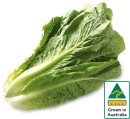 Australian-Cos-Lettuce-Twin-Pack Sale