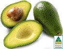 Australian-Shepard-Avocados Sale