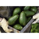 Australian-Shepard-Avocados Sale