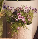 Astin-Sinclair-Flowers-245mm-x-245mm-Indoor-Ceramic-Pot-in-Blush Sale