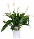 Natures-Art-Peace-Lily-Spathiphyllum Sale