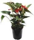 Flamingo-Flower-Anthurium-andreanum Sale