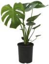 Green-House-Fruit-Salad-Plant-Monstera-Deliciosa Sale