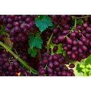 Australian-Red-Seedless-Grapes Sale