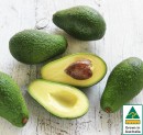 Australian-Shepard-Avocados Sale