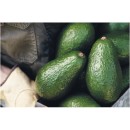 Australian-Shepard-Avocados Sale